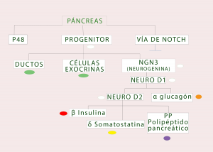 Figura 1. Diferenciación hacia las distintas líneas celulares durante la embriogénesis del páncreas.
