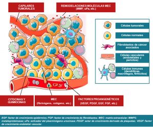 Figura 1. Heterogeneidad celular en los tumores neuroendocrinos.