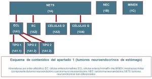 Esquema 1. Esquema resumen de tumores neuroendocrinos gástricos.