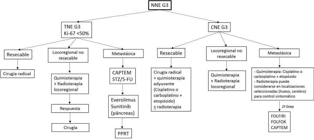 Figura 1. Algoritmo terapéutico en NNE-GEP G3. CAPTEM, capecitabina y temozolomida; CNE, carcinoma neuroendocrino; TNE, tumor neuroendocrino; PRRT, terapia con radionúclidos; STZ, estreptozotocina.